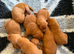 Beautiful KC Reg Dark Red Working Labrador Puppies