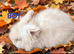 Lionhead babies
