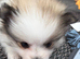 Gorgeous litter of fluffy poms