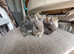 Lovely Netherlands dwarf baby rabbits.