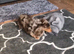 Beautiful Darcy kc reg pra clear