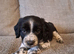 beautiful, chunky playful sprocker F1