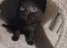 Black fluffy tortoise shell female kitten
