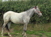 Registered partbred appoloosa