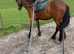 Connemara unregistered