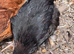 Black Copper Marans at point of lay