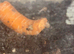 Baby African land snails
