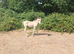 New forest ( p/ b )