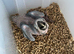 Selling handreared baby blue and gold macaw