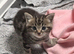 2 boys left British /birman kittens