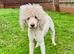 Poodle