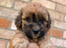 beautiful shihpoo puppies