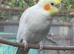 Pair of cockatiels