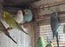 Budgies for sale.
