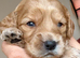 Exceptional F2 Cockapoo Puppies