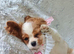 Beautiful cavalier puppies