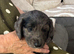 Springer spaniel cross dachshund puppies