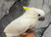 Friendly Baby Handreared Super Tame Cuddly Medium Sulphur Crested Cockatoo Parrot,24