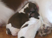 Beautiful English springer spaniels
