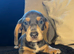 miniature dachshund boy READY NOW