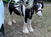 4 year old mare 13.1H