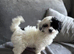 Adorable maltipoo puppies REDUCED