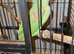 Female alexandrine parrot