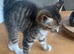 1 boy 1 girl Tabby