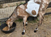 Very Handsome Pedigree Anglo Nubian Billies