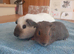 Gorgeous boys for sale