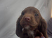 Working cocker spaniel pups for sale