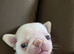 Reduced!!!Pug litter