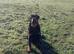 Rottweiler male from world class kennels