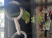 Green Indian ringneck