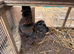 Two silkie boys