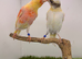 Harlequin canary pair