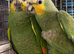 Stunning Amazon parrot for sale