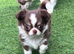 Chihuahua tiny girl from health tested mum