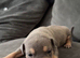 ABKC AMERICAN STANDARD BULLIES