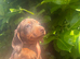 Dapple dachshunds