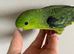 Baby boy lineolated parakeet