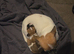 Beautiful Chihuahua Male puppy