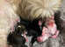X2 puppies for sale
