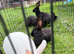 5 rabbits for sale