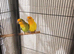 Lovebirds