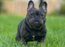 French bulldog Shih Tzu