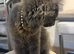 2 Beautiful British Longhair Ready to Leave