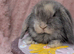 Mini lop babies