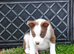 Ready to Leave - Red and White Pedigree Collie Pups