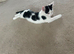 ️ Adorable & Playful Kitten Looking for a Loving Forever Home